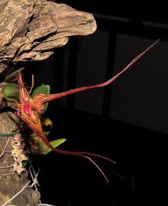 Bulbophyllum wendlandianum