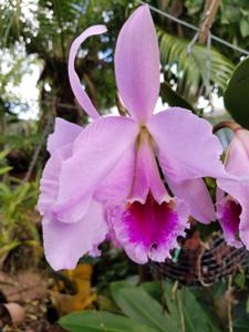 Cattleya percivaliana