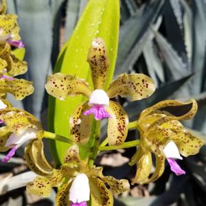 Cattleya guttata