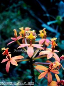 Epidendrum secundum