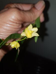 Dendrobium agrostophyllum