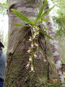 Sarcochilus australis