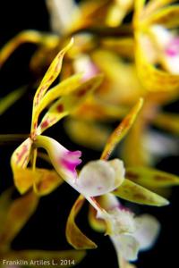 Epidendrum stamfordianum