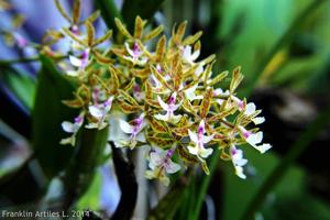 Epidendrum stamfordianum