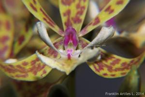 Epidendrum stamfordianum