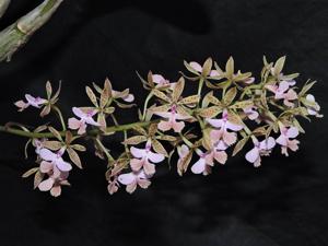 Epidendrum stamfordianum