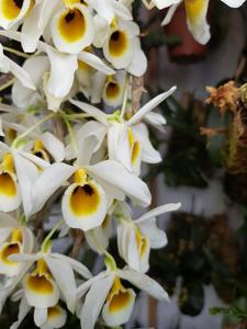 Dendrobium bensoniae