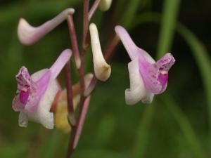 Anthogonium gracile