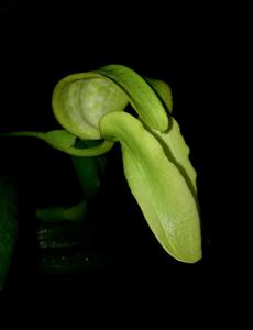 Bulbophyllum grandiflorum