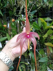 Bulbophyllum echinolabium