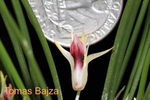 Dendrobium shearmanii