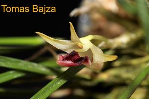 Dendrobium shearmanii