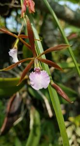 Encyclia bractescens