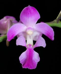 Aerides crassifolia