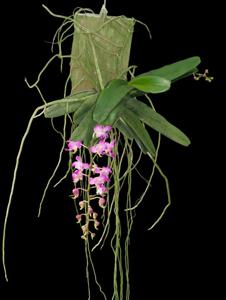 Aerides crassifolia