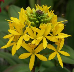 Epidendrum xanthinum