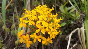 Epidendrum xanthinum