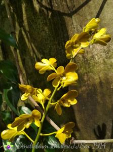 Dendrobium schulleri