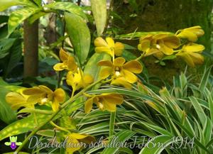 Dendrobium schulleri