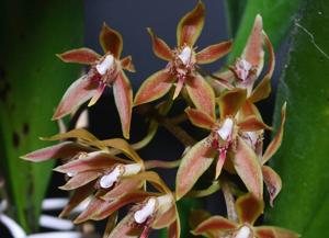 Macradenia multiflora
