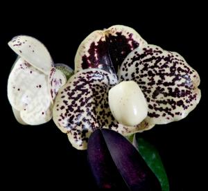 Paphiopedilum leucochilum