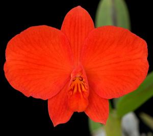 Cattleya coccinea