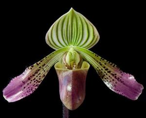 Paphiopedilum urbanianum