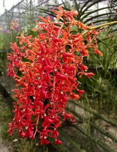 Renanthera philippinensis