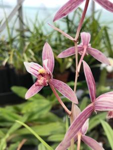 Cymbidium ensifolium