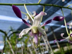 Dendrobium gouldii