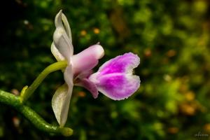 Phalaenopsis deliciosa