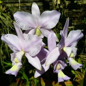 Cattleya nobilior