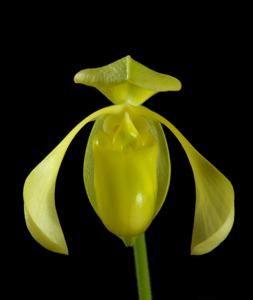 Paphiopedilum lowii