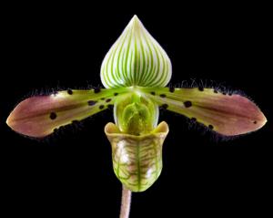 Paphiopedilum venustum