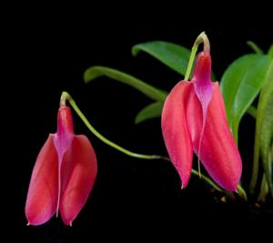 Masdevallia deformis