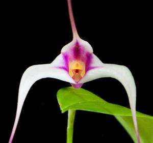 Masdevallia gilbertoi