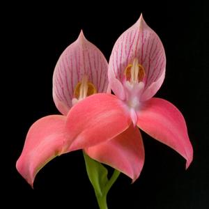 Disa uniflora