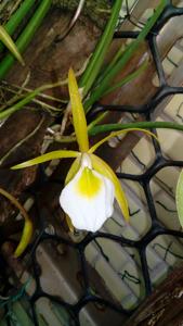 Brassavola ceboletta