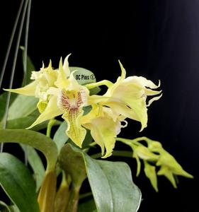 Dendrobium hodgkinsonii