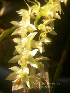 Coelogyne megalantha
