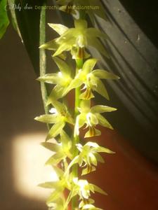 Coelogyne megalantha