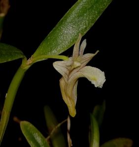 Dendrobium pachyphyllum