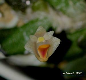 Dendrobium lichenastrum