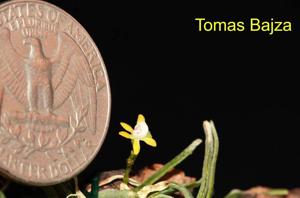 Taeniophyllum pusillum