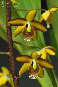 Eriopsis biloba