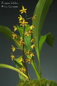 Eriopsis biloba