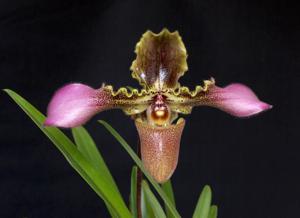 Paphiopedilum hirsutissimum