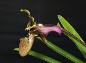 Paphiopedilum hirsutissimum