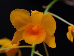 Dendrobium farmeri