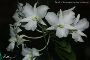 Dendrobium sanderae